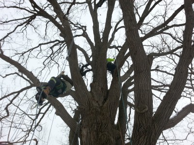 climbing a tree with ropes