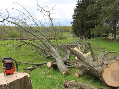 fallen ash tree and chainsaw