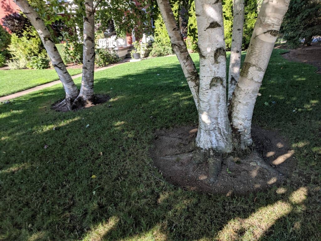 A paper birch (Betula papyrifera) with the grass around its trunk having been carefully excavated to reveal its surface roots and trunk flare. 